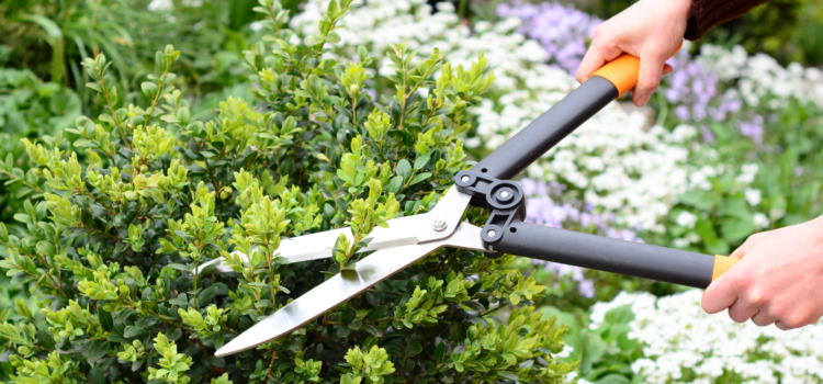 when to trim your trees