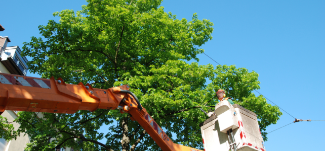 tree trimming