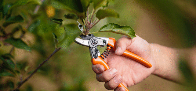 tree pruning