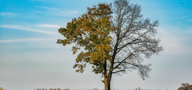 removing old trees