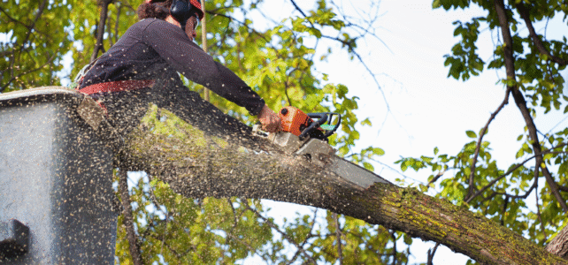 Affordable Tree Removal, DIY Tree Removal