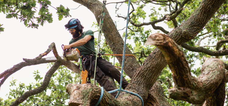 tree removal