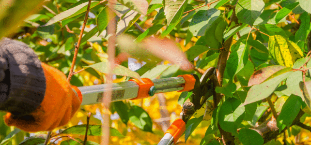 proper tree care