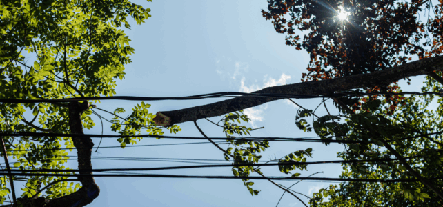 trees growing near power lines