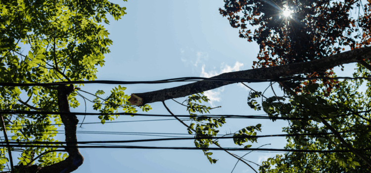 trees growing near power lines