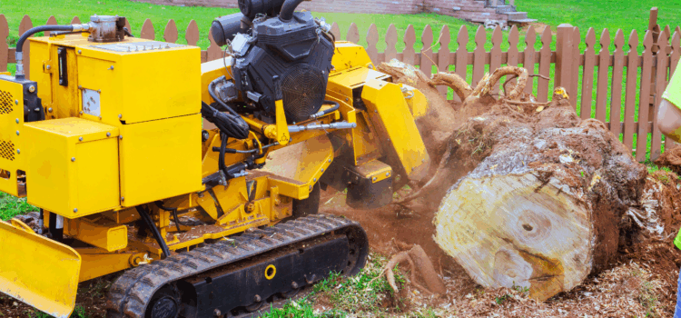 stump removal