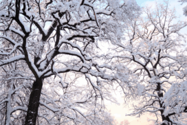 trees for winter