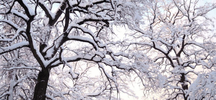 trees for winter