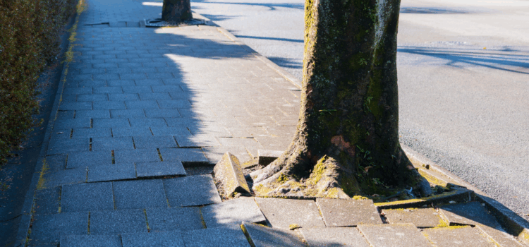 tree roots are damaging