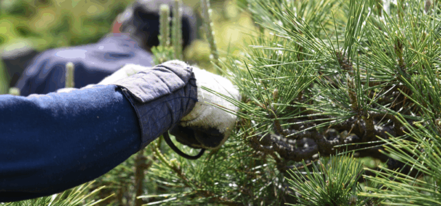 tree pruning