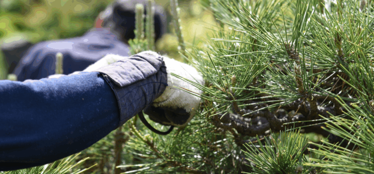 tree pruning