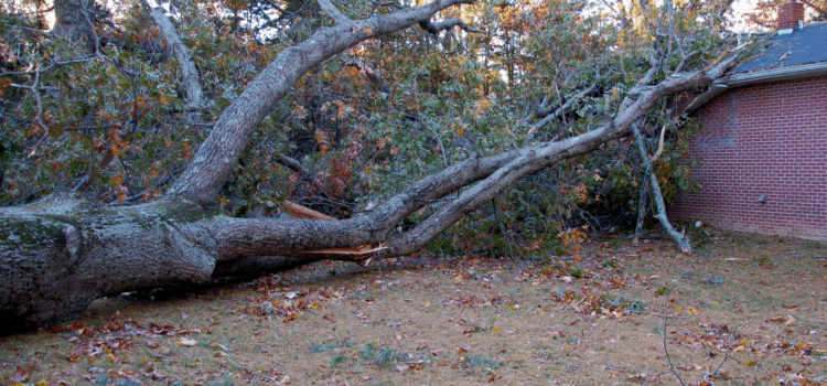 Safely Handle a Leaning Tree
