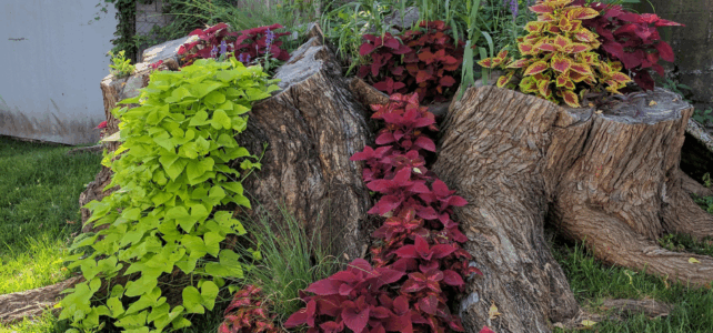 Landscaping Around Tree Stumps