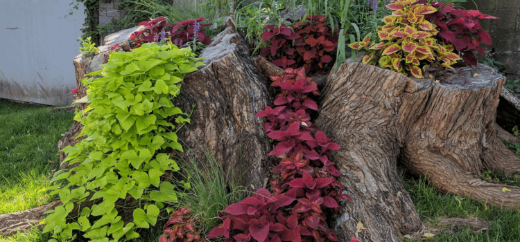 Landscaping Around Tree Stumps