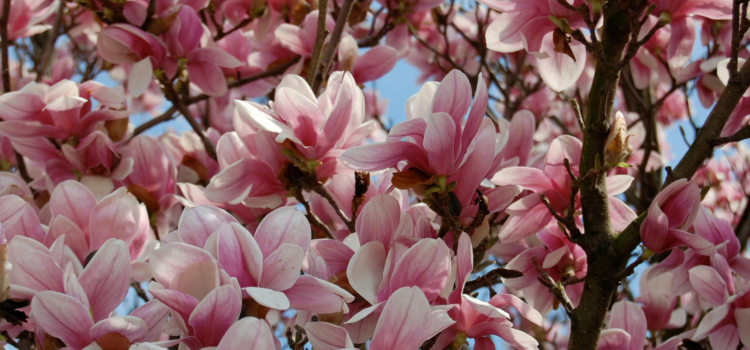 trees not blooming