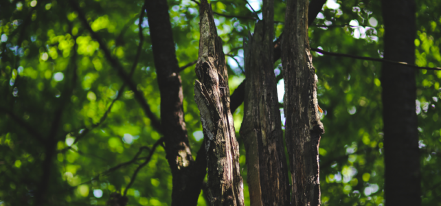 How to Tell If a Tree Was Damaged Months Ago (and Is Just Now Showing It) delayed tree damage
