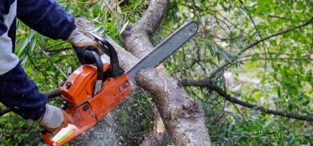 How Tree Work Changes from Winter to Spring in Ohio spring tree services