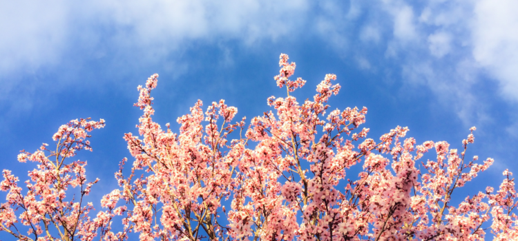 spring tree inspection