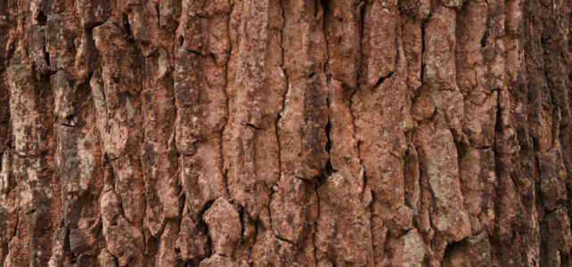 How to Tell If a Tree Is Still Dormant or Actually Dead is my tree dead