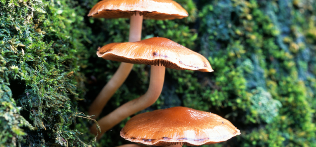 Why Mushrooms Are Growing Near Your Tree (And What It Means) mushrooms near tree
