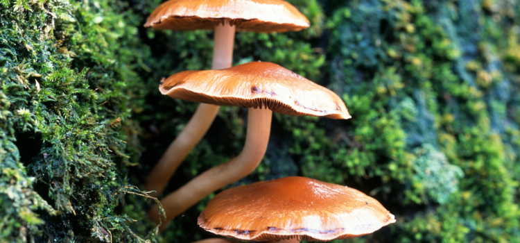 mushrooms near tree