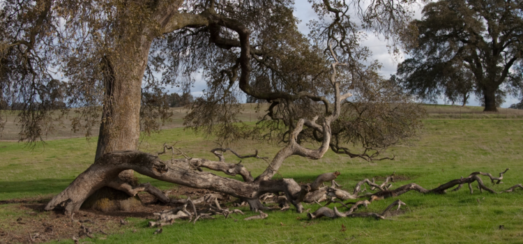 tree dropping small branches