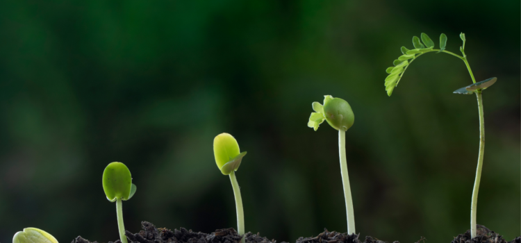 tree growth factors