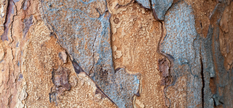 tree bark peeling