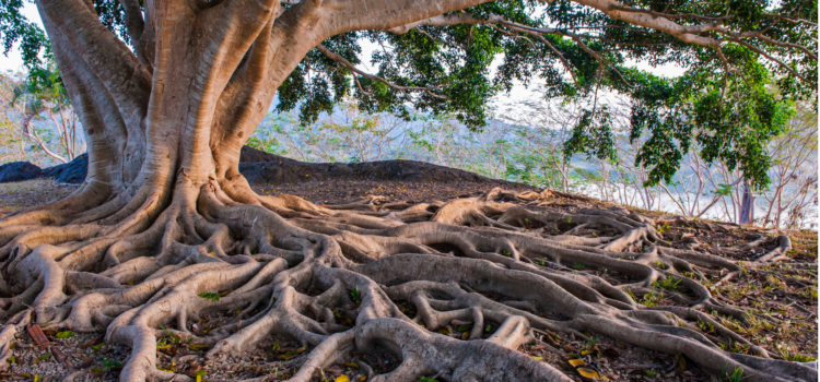 tree growth in spring