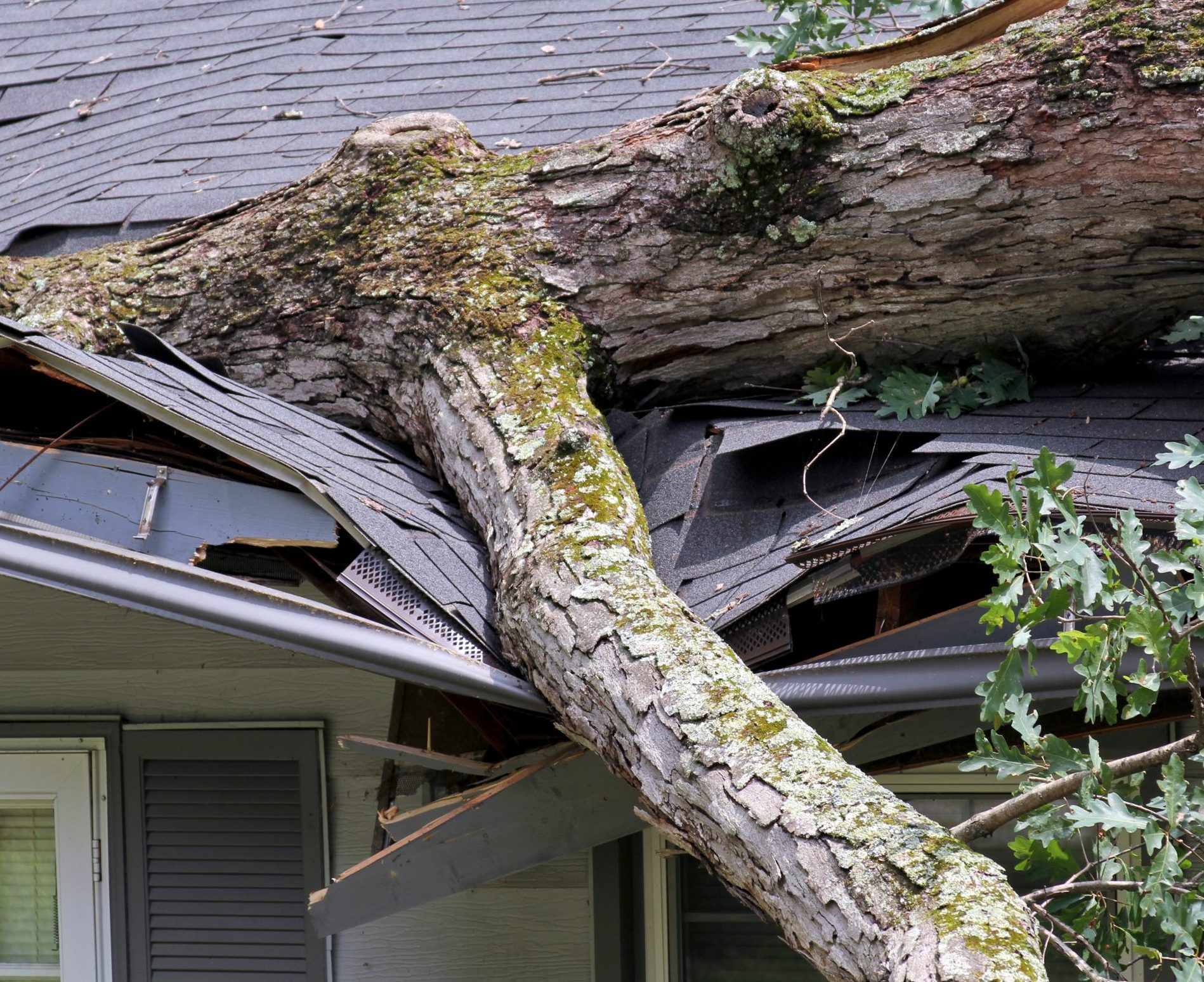 Emergency Tree Service